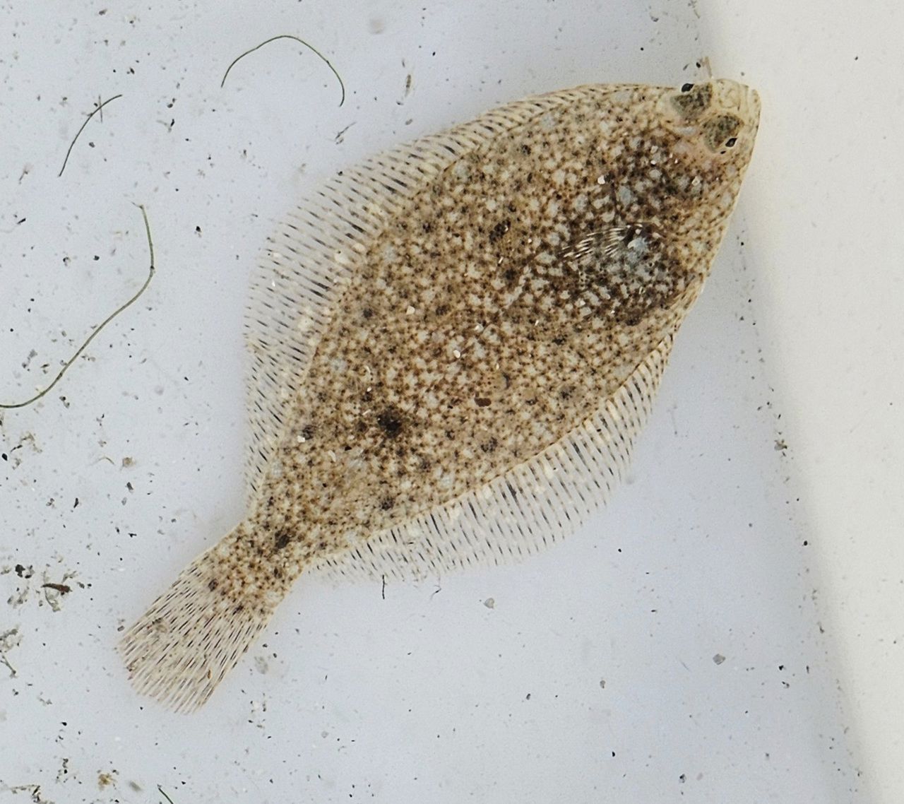 Foto av fiskeart