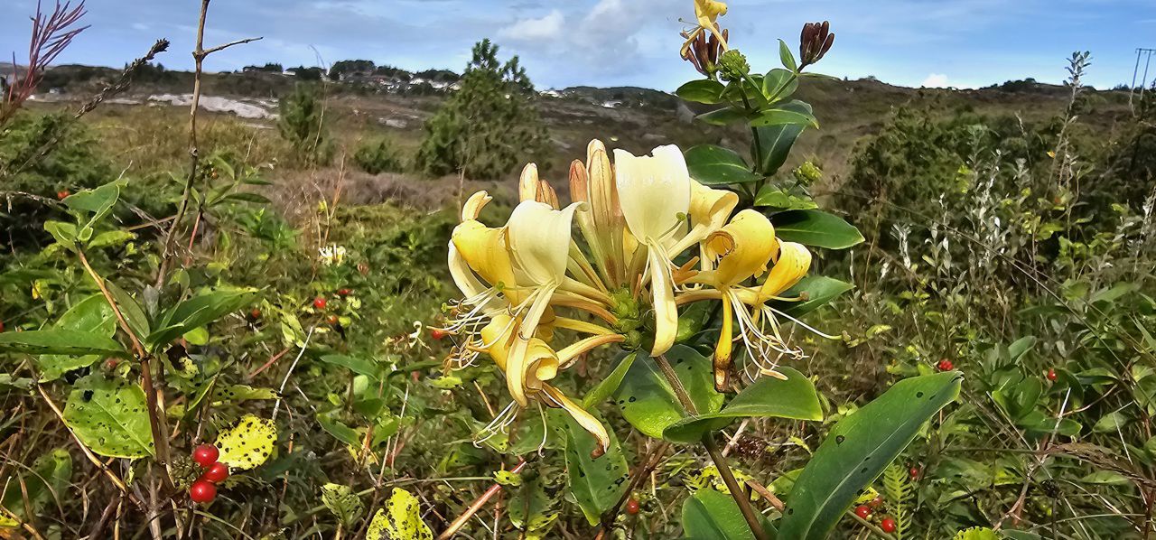 Foto av blomst
